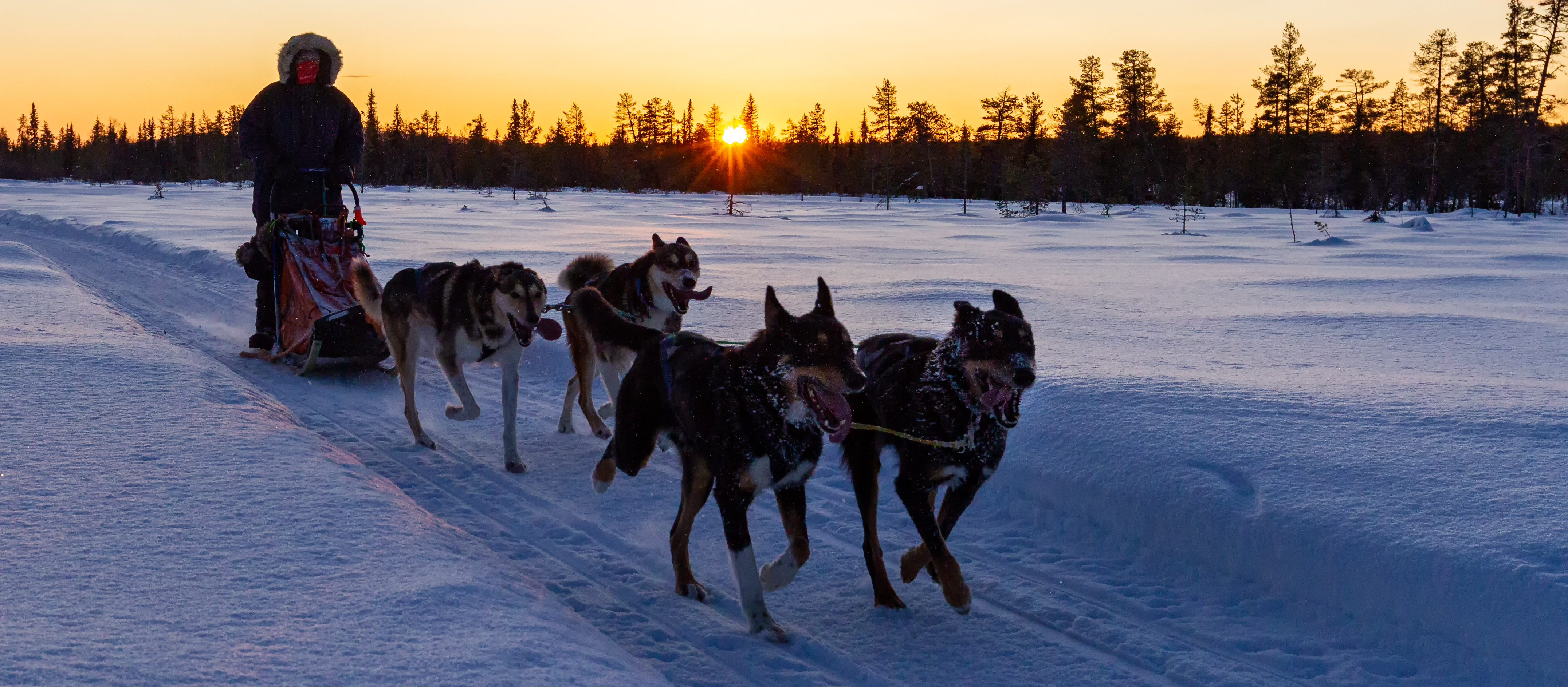 _MG_3369_Huskys_Startslider