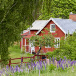 Schwedenhaus und Lupinen (Lupinus) in Brantestadt, Kalmar län