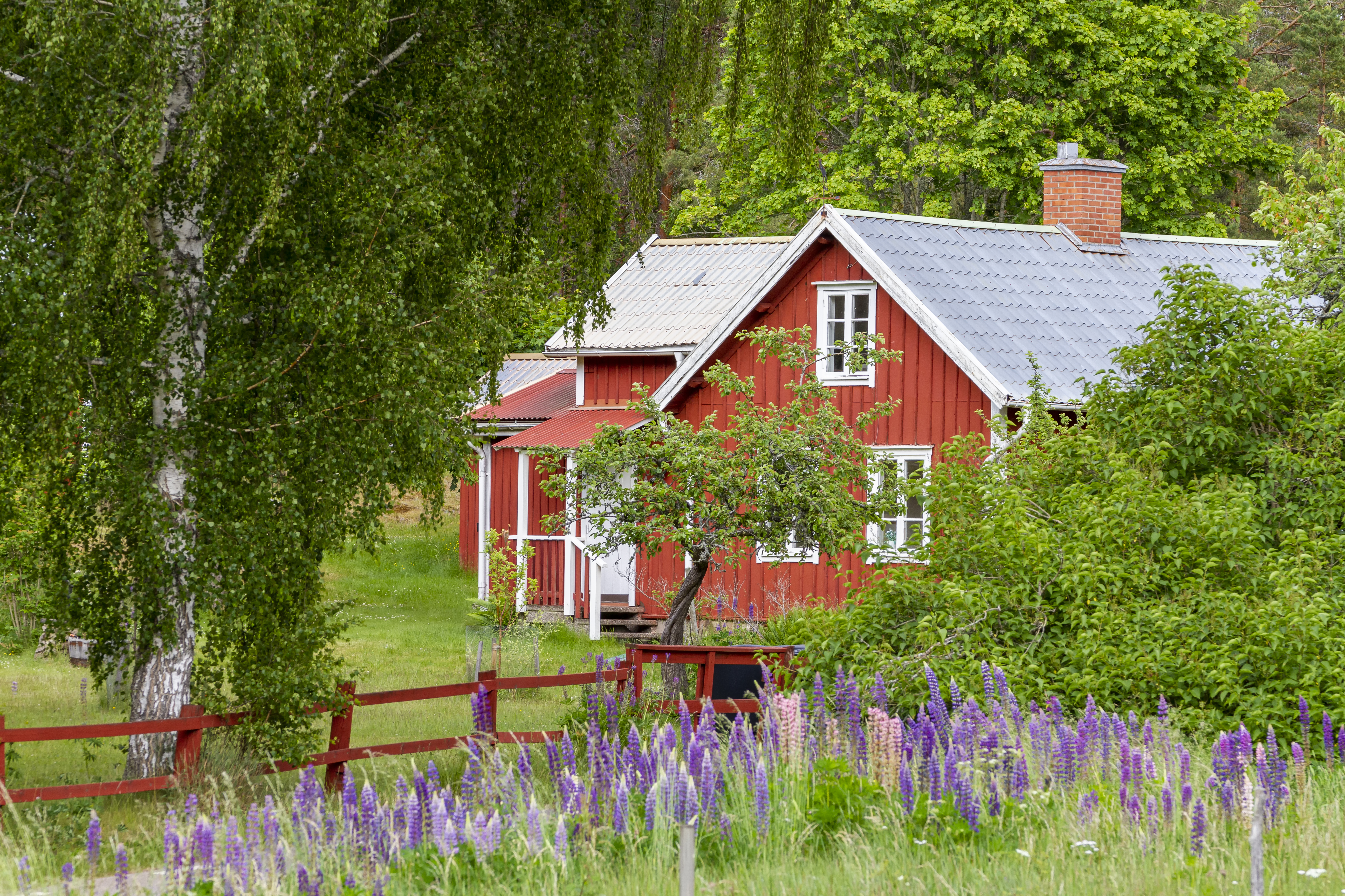 Schwedenhaus und Lupinen (Lupinus) in Brantestadt, Kalmar län