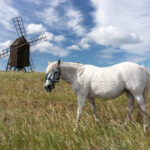 Historische Windmühle und Schimmel nahe Mörbylånga auf Öland