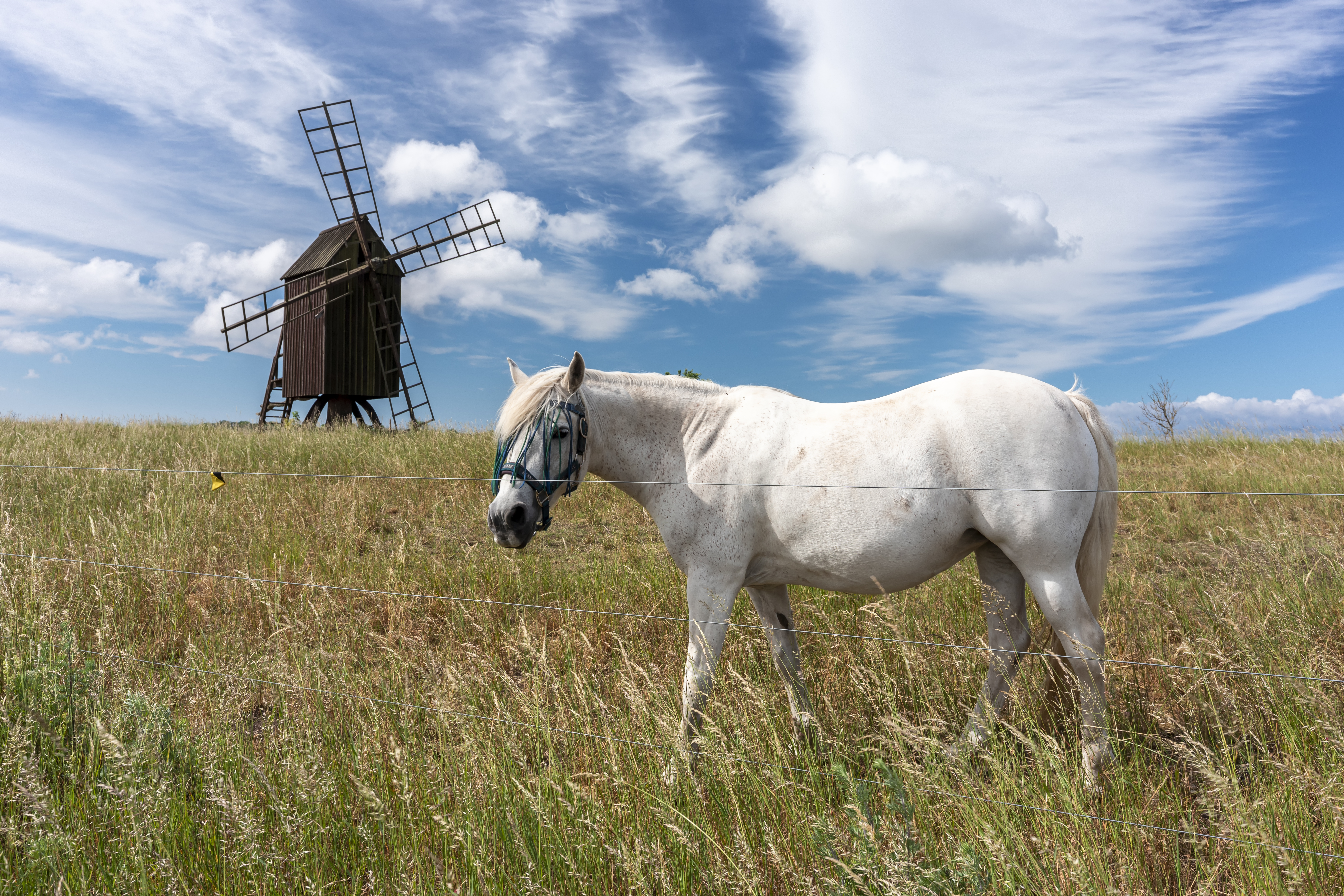 Historische Windmühle und Schimmel nahe Mörbylånga auf Öland