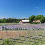 Gannarve Gård mit steinerner Schiffssetzung an der Westküste G