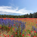 Feld mit Mohnblumen (Papaver rhoeas) und Strandflieder (Limonium