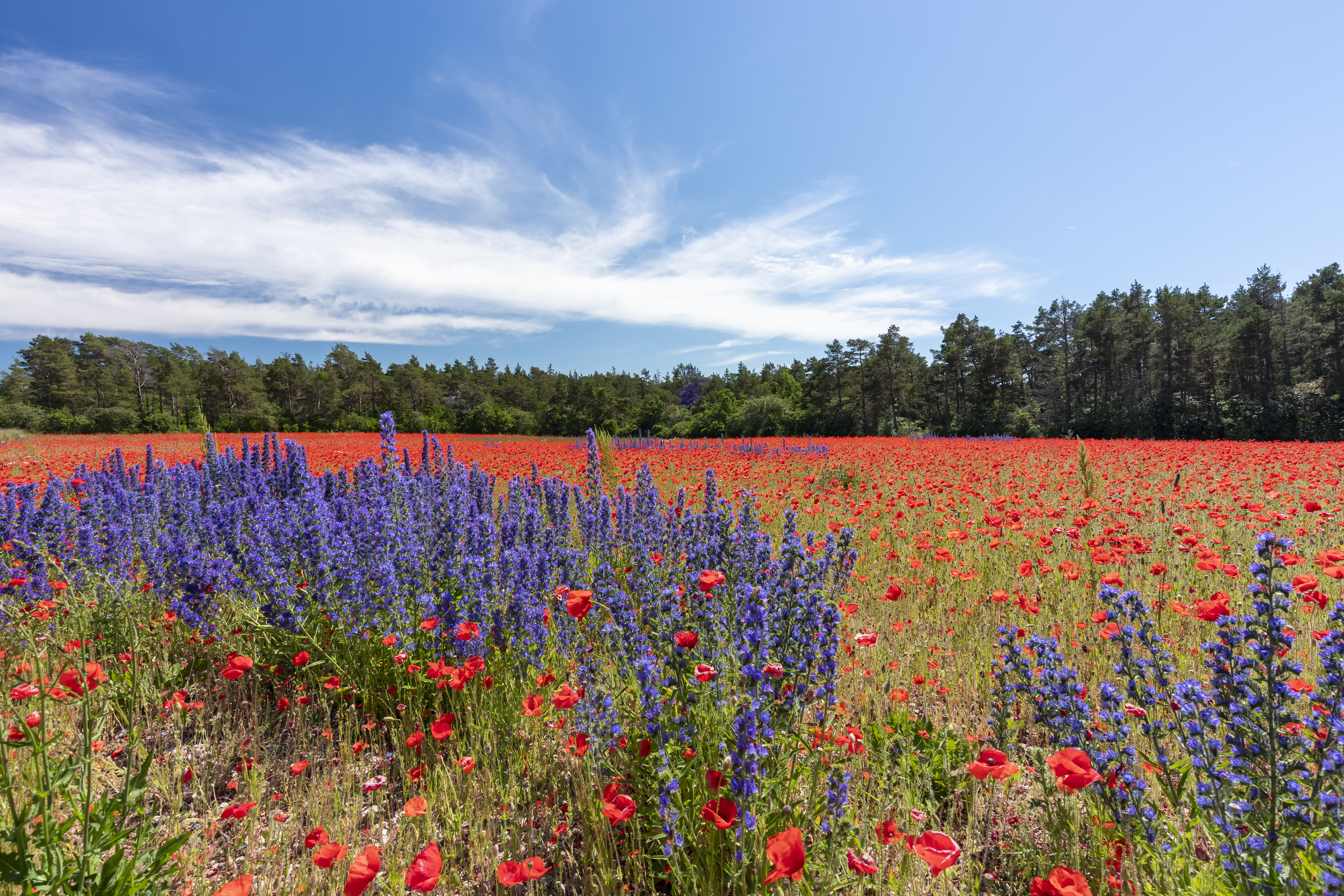 Feld mit Mohnblumen (Papaver rhoeas) und Strandflieder (Limonium