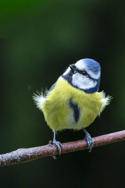 Blaumeise (Cyanistes caeruleus) auf einem Ast sitzend, Bayern, Deutschland